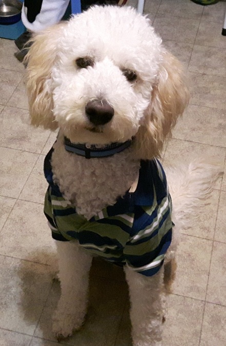 the house dog